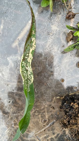 서영화님의 옥수수 · 병해충상담 작성글 사진