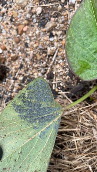 서영화님의 옥수수 · 병해충상담 작성글 사진