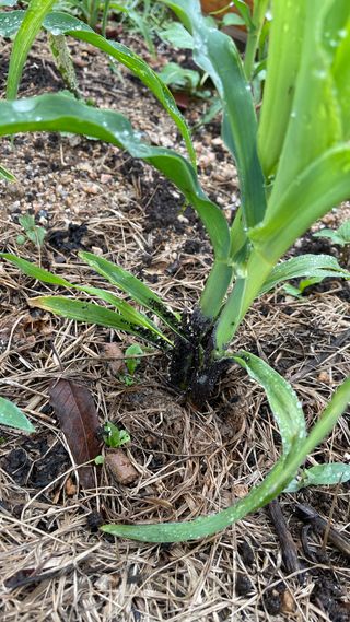 서영화님의 옥수수 · 병해충상담 작성글 사진