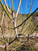 팜모닝 매실·병해충상담 게시글 이미지