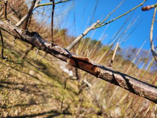 상태메롱님의 매실 · 병해충상담 작성글 사진