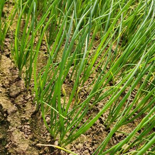 이승연님의 파 · 병해충상담 작성글 사진