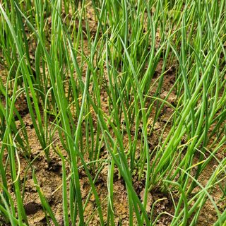 이승연님의 파 · 병해충상담 작성글 사진