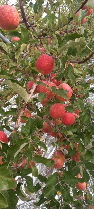 강성분님의 팜모닝에게 바라는 것은? · 참여글 작성글 사진