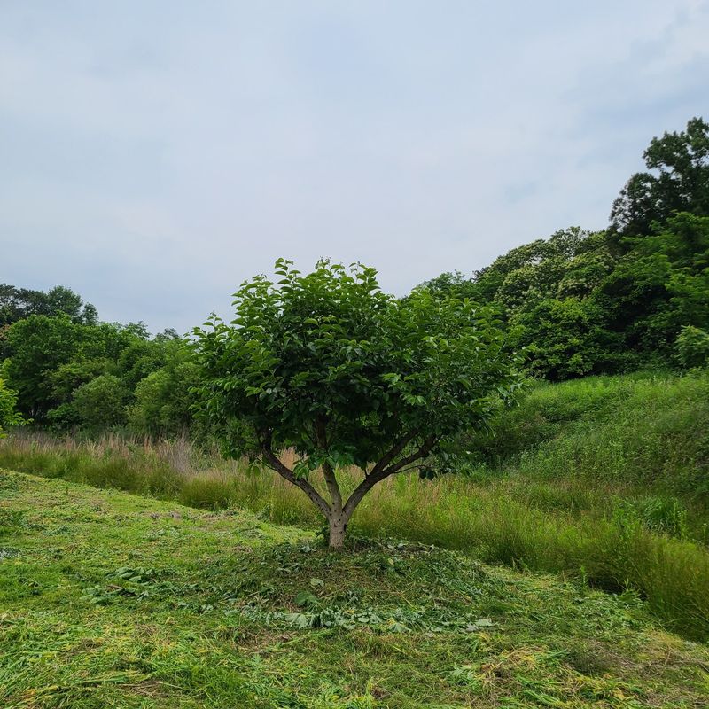 송진술♡ 수원♡님의 장터 판매 상품 [전원주택 토지 매매] 첨부 사진