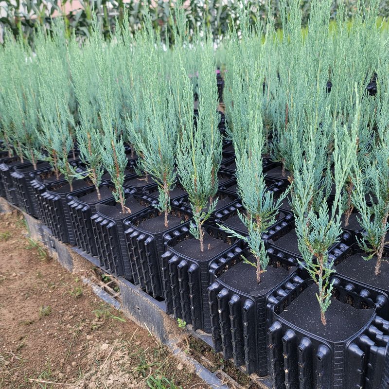 이선미님의 장터 판매 상품 [트리웰화분 2.5리터 250개] 첨부 사진