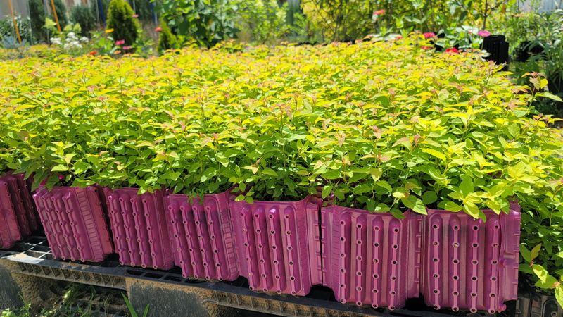 이선미님의 장터 판매 상품 [트리웰화분 2.5리터 250개] 첨부 사진