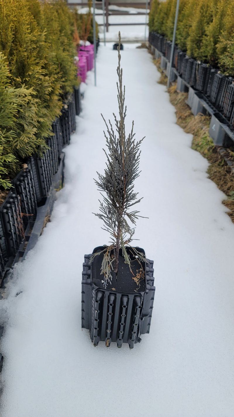 이선미님의 장터 판매 상품 [트리웰화분 2.5리터 250개] 첨부 사진