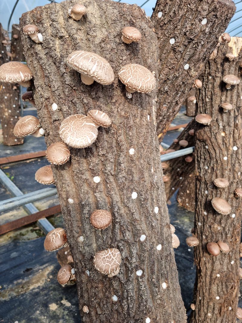 짱짱농원 송윤호님의 장터 판매 상품 [유기농참나무표고버섯1Kg] 첨부 사진