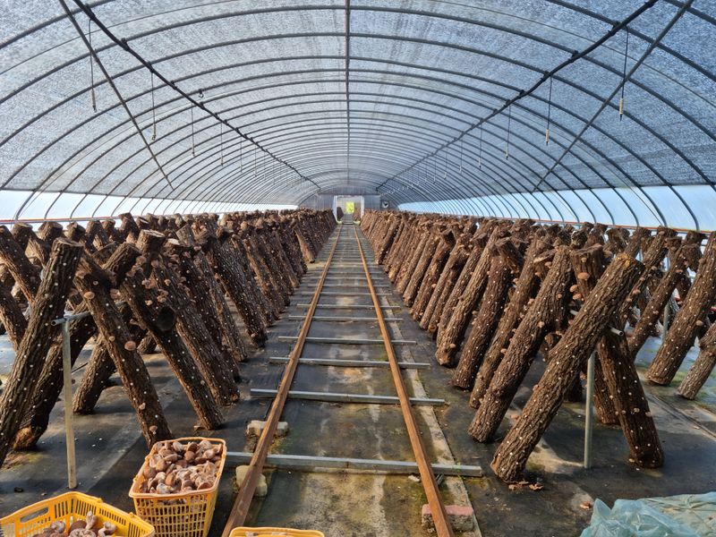 짱짱농원 송윤호님의 장터 판매 상품 [유기농참나무표고버섯1Kg] 첨부 사진