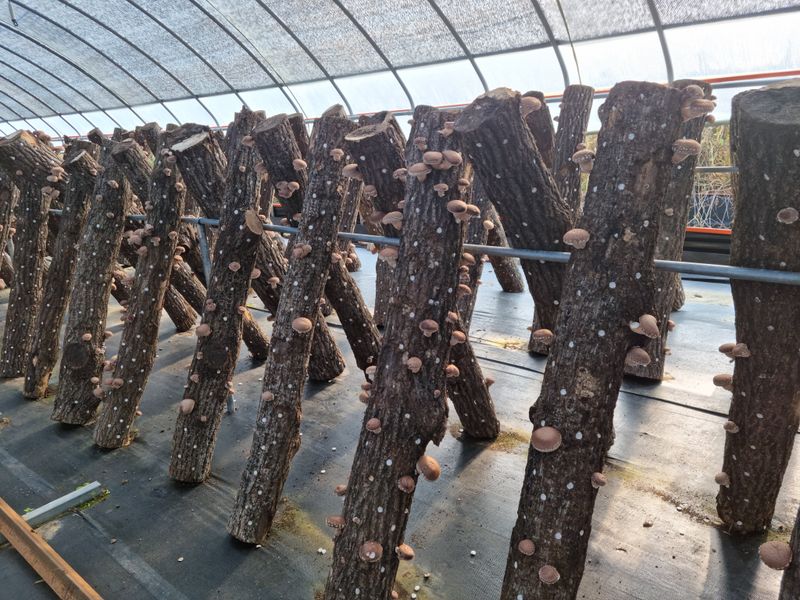 짱짱농원 송윤호님의 장터 판매 상품 [유기농참나무표고버섯1Kg] 첨부 사진