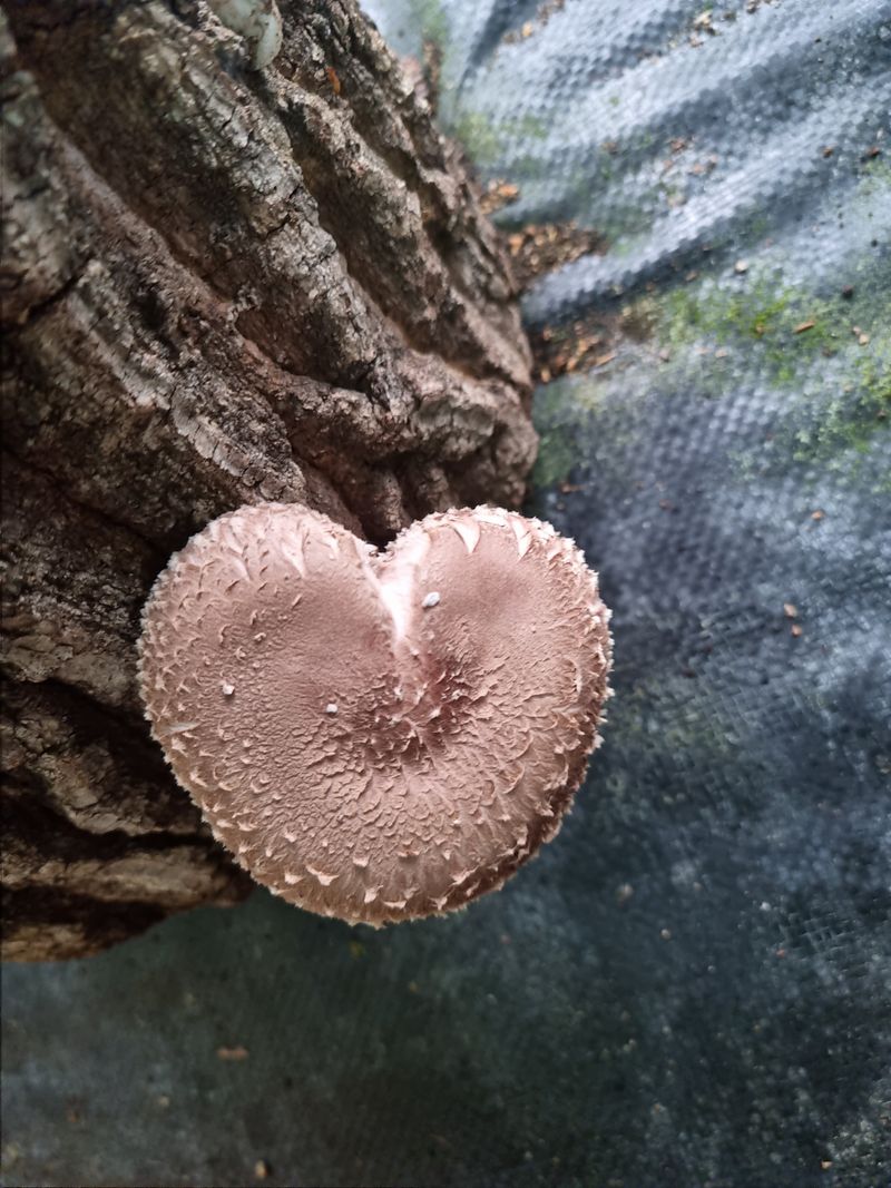 장터 상품 [유기농참나무표고버섯1Kg] 썸네일