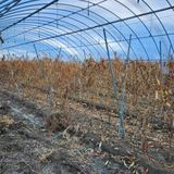 팜모닝 고추·일상 게시글 이미지