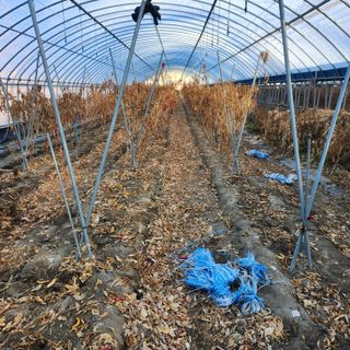 유원준님의 고추 · 일상 작성글 사진