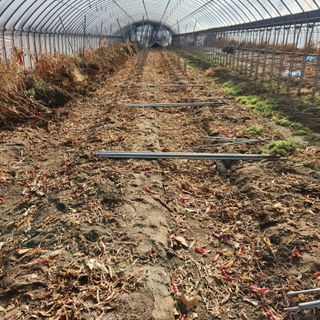 유원준님의 고추 · 일상 작성글 사진