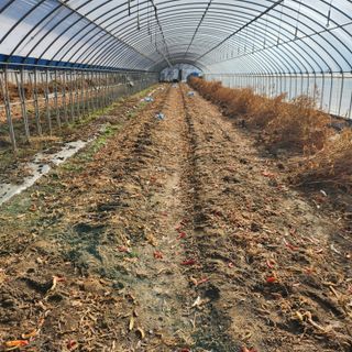 유원준님의 고추 · 일상 작성글 사진