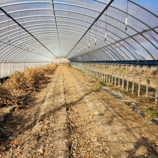 유원준님의 고추 · 일상 작성글 사진