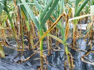 조남규님의 고추 · 병해충상담 작성글 사진