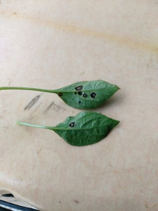 조남규님의 고추 · 병해충상담 작성글 사진