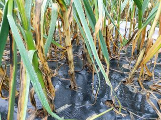 조남규님의 고추 · 병해충상담 작성글 사진