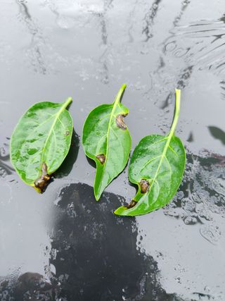 조남규님의 고추 · 병해충상담 작성글 사진