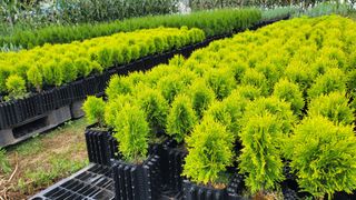 이선미님의 팜모닝에게 바라는 것은? · 참여글 작성글 사진