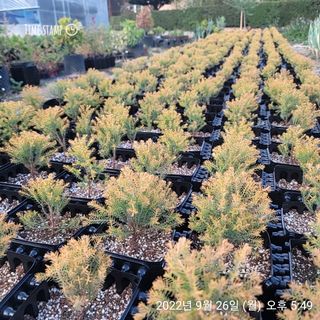 이선미님의 팜모닝에게 바라는 것은? · 참여글 작성글 사진