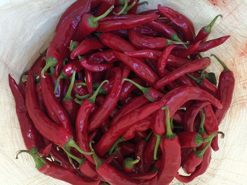 다나농원 이진우님의 장터 판매 상품 [직접 농사지은 청송산 두물 세척  햇 건고추 /청결 햇 고춧가루 600g(1근), 3kg(5근)] 첨부 사진