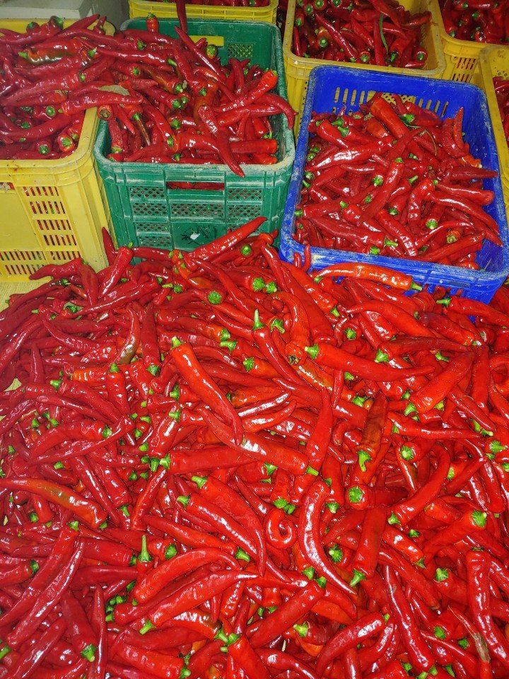 다나농원 이진우님의 장터 판매 상품 [직접 농사지은 청송산 두물 세척  햇 건고추 /청결 햇 고춧가루 600g(1근), 3kg(5근)] 첨부 사진