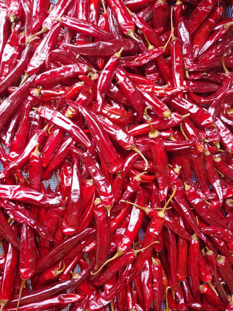 다나농원 이진우님의 장터 판매 상품 [직접 농사지은 청송산 두물 세척  햇 건고추 /청결 햇 고춧가루 600g(1근), 3kg(5근)] 첨부 사진