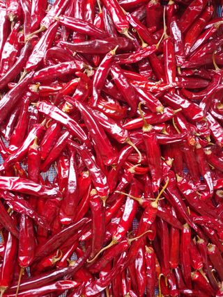 다나농원 이진우님의 작성글 사진