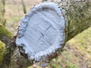 단감청년님의 감 · 자유게시판 작성글 사진