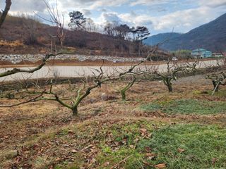 단감청년님의 감 · 자유게시판 작성글 사진