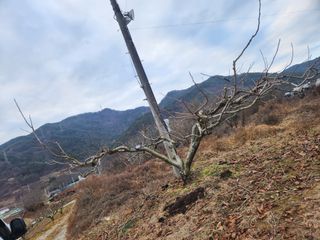 단감청년님의 감 · 자유게시판 작성글 사진