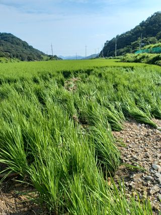 이민규님의 팜모닝 · 출석 작성글 사진