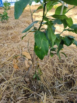 선선농원님의 기타작물 · 영농일지 작성글 사진