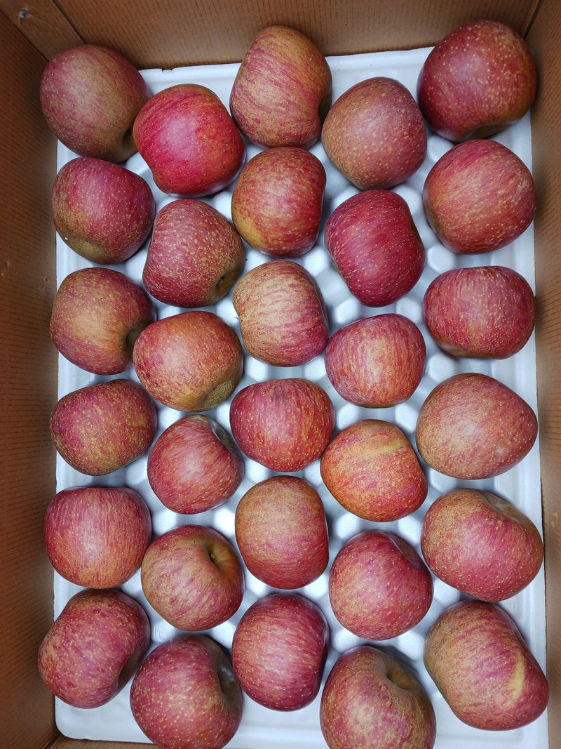 다나농원 이진우님의 장터 판매 상품 [농장직송 청송꿀사과 햇부사5kg 10kg 가정용(흠집사과) ,정품 , 선물용, 주스용] 첨부 사진