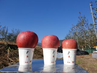 다나농원 이진우님의 작성글 사진