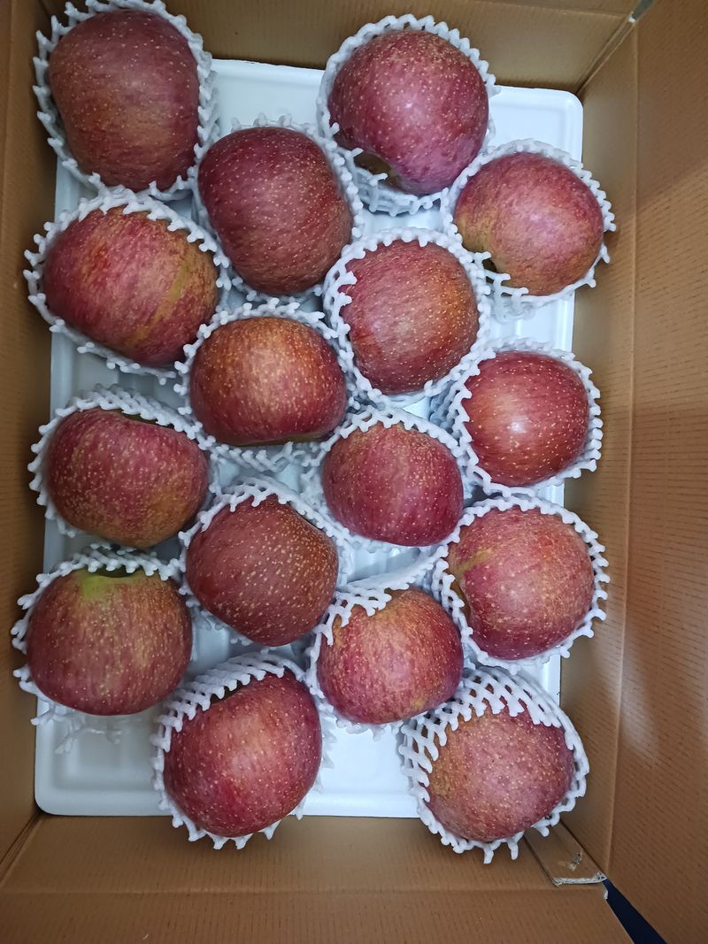 다나농원 이진우님의 장터 판매 상품 [농장직송 청송꿀사과 햇부사5kg 10kg 가정용(흠집사과) ,정품 , 선물용, 주스용] 첨부 사진