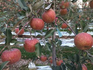 다나농원 이진우님의 작성글 사진