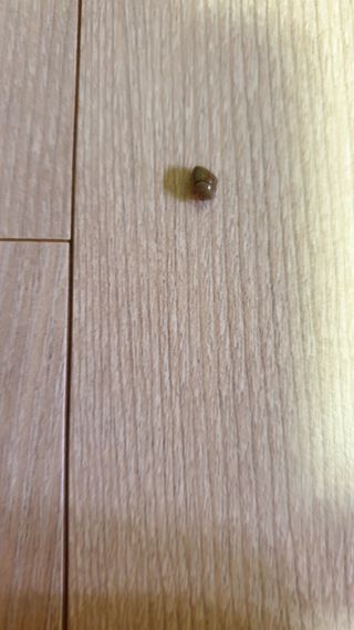 양파12386님의 귤 · 병해충상담 작성글 사진