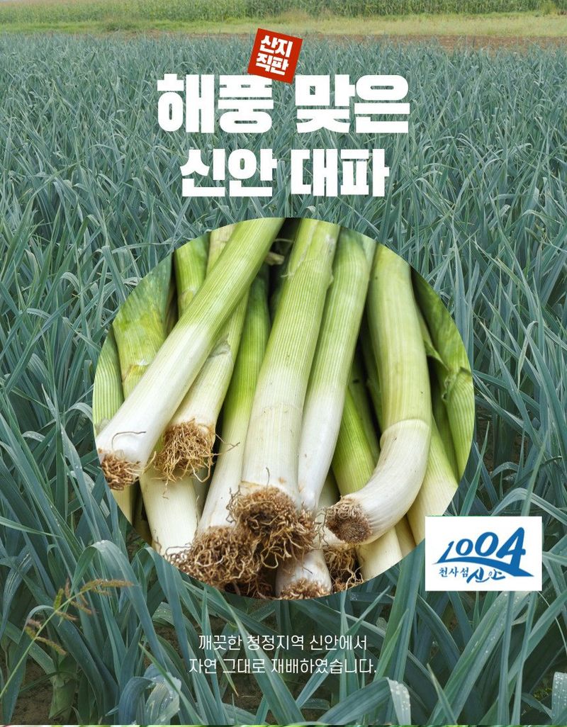 장터 상품 [[전남 신안] 해풍맞은 대파] 썸네일