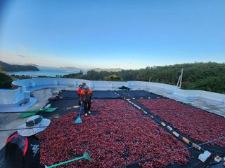 고추농사 정 미라님의 농사, 무엇이든 물어보세요! · 참여글 작성글 사진