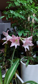 팜모닝 비활동 회원 알림·참여글 게시글 이미지