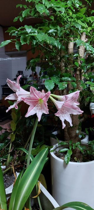 손수진님의 비활동 회원 알림 · 참여글 작성글 사진