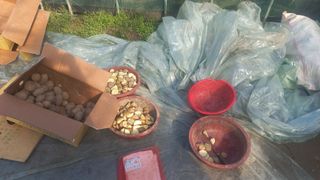 귤9862님의 감자 · 자유게시판 작성글 사진