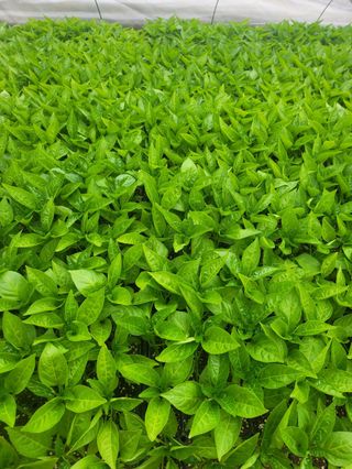 대산농사대장님의 고추 · 파종•정식 작성글 사진