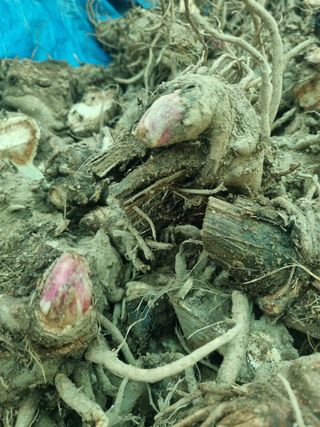 이호성님의 자유주제 · 자유게시판 작성글 사진