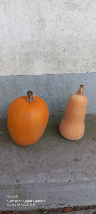 이성민님의 호박 · 자유게시판 작성글 사진