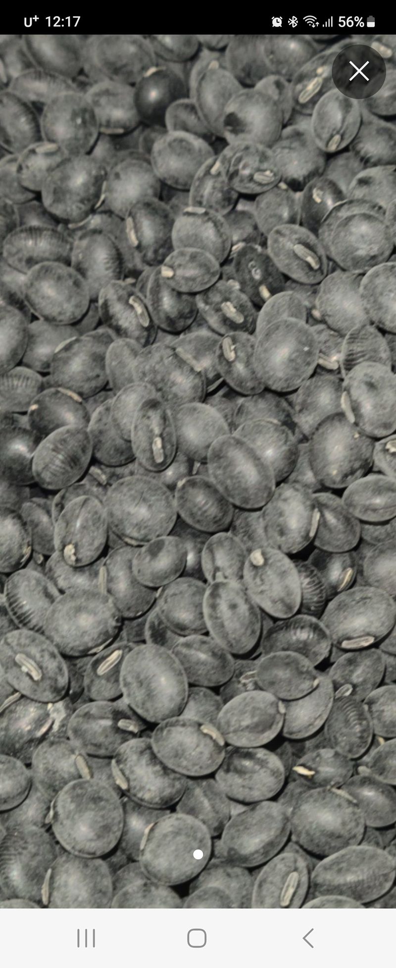 조일현님의 장터 판매 상품 [서리태 넙죽이 1kg] 첨부 사진